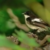 Lejsek cernohlavy - Ficedula hypoleuca - Pied Flycatcher 0235